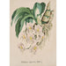 Collection d'orchidées Pl49 - Anonyme — vista dell’opera