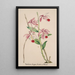 Riproduzione del dipinto Collection di orchidee Pl50 - Anonimo