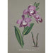 Collection di orchidee Pl51 - Anonimo — vista dell’opera