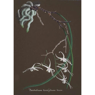 Anonymous - Collection dorchidees Pl55.webp