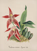 Collection di orchidee Pl56 - Anonimo — vista dell’opera