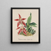 Collection di orchidee Pl56 - Anonimo — quadro incorniciato alla parete