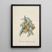 Riproduzione del dipinto Collection d'orchidées Pl57 - Anonyme