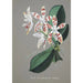 Collection di orchidee Pl58 - Anonimo — vista dell’opera
