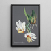 Riproduzione del dipinto Collection d'orchidées Pl59 - Anonyme