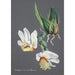 Riproduzione del dipinto Collection d'orchidées Pl59 - Anonyme