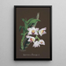 Riproduzione del dipinto Collection di orchidee Pl60 - Anonimo
