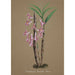 Collection d'orchidées Pl63 - Anonyme — vista dell’opera