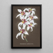 Collection d'orchidées Pl64 - Anonyme — quadro incorniciato alla parete