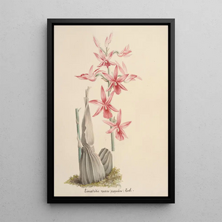 Anonymous - Collection dorchidees Pl67.webp