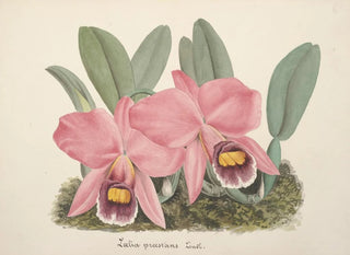 Anonymous - Collection dorchidees Pl70.webp