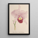 Riproduzione del dipinto Collection d'orchidées Pl71 - Anonyme