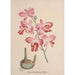 Collection d'orchidées Pl72 - Anonyme — vista dell’opera