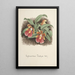 Riproduzione del dipinto Collection d'orchidées Pl73 - Anonyme