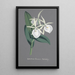 Riproduzione del dipinto Collection di orchidee Pl74 - Anonimo