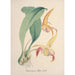 Collection di orchidee Pl77 - Anonimo — vista dell’opera