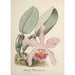 Riproduzione del dipinto Collection di orchidee Pl78 - Anonimo