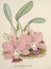 Collection di orchidee Pl80 - Anonimo — vista dell’opera