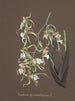 Collection d'orchidées Pl81 - Anonyme — vista dell’opera