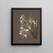 Collection d'orchidées Pl81 - Anonyme — quadro incorniciato alla parete
