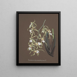 Anonymous - Collection dorchidees Pl81.webp