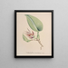 Collection di orchidee Pl82 - Anonimo — quadro incorniciato alla parete