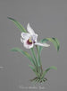 Collection di orchidee Pl83 - Anonimo — vista dell’opera