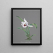 Collection di orchidee Pl83 - Anonimo — quadro incorniciato alla parete