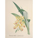 Collection d'orchidées Pl84 - Anonyme — vista dell’opera