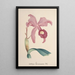 Riproduzione del dipinto Collection d'orchidées Pl85 - Anonyme