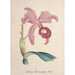 Riproduzione del dipinto Collection d'orchidées Pl85 - Anonyme