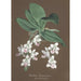Collection di orchidee Pl86 - Anonimo — vista dell’opera