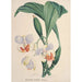 Collection d'orchidées Pl88 - Anonyme — vista dell’opera