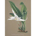 Collection di orchidee Pl90 - Anonimo — vista dell’opera