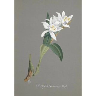 Anonymous - Collection dorchidees Pl93.webp