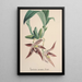 Riproduzione del dipinto Collection di orchidee Pl94 - Anonimo