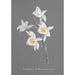 Collection di orchidee Pl95 - Anonimo — vista dell’opera
