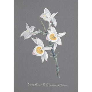 Anonymous - Collection dorchidees Pl95.webp