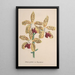 Riproduzione del dipinto Collection di orchidee Pl96 - Anonimo