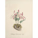 Collection di orchidee Pl97 - Anonimo — vista dell’opera