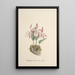 Collection di orchidee Pl97 - Anonimo — quadro incorniciato alla parete