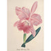 Riproduzione del dipinto Collection di orchidee Pl98 - Anonimo