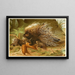 Istrice con cresta - Anonimo — quadro incorniciato alla parete