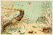 Crostacei - Anonimo — vista dell’opera