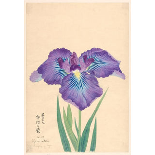 Anonymous - Firefly of Ugi Uji no Hotaru.webp