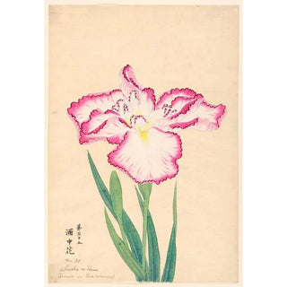 Anonymous - Flower in the Wine Cup Shuchu no Hana.webp