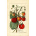 Fragaria Amanda - Anonimo — vista dell’opera