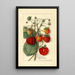Fragaria Amanda - Anonimo — quadro incorniciato alla parete