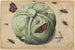 Tête de chou avec insectes - Anonyme — vista dell’opera
