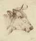 Tête de vache - Anonyme — vista dell’opera